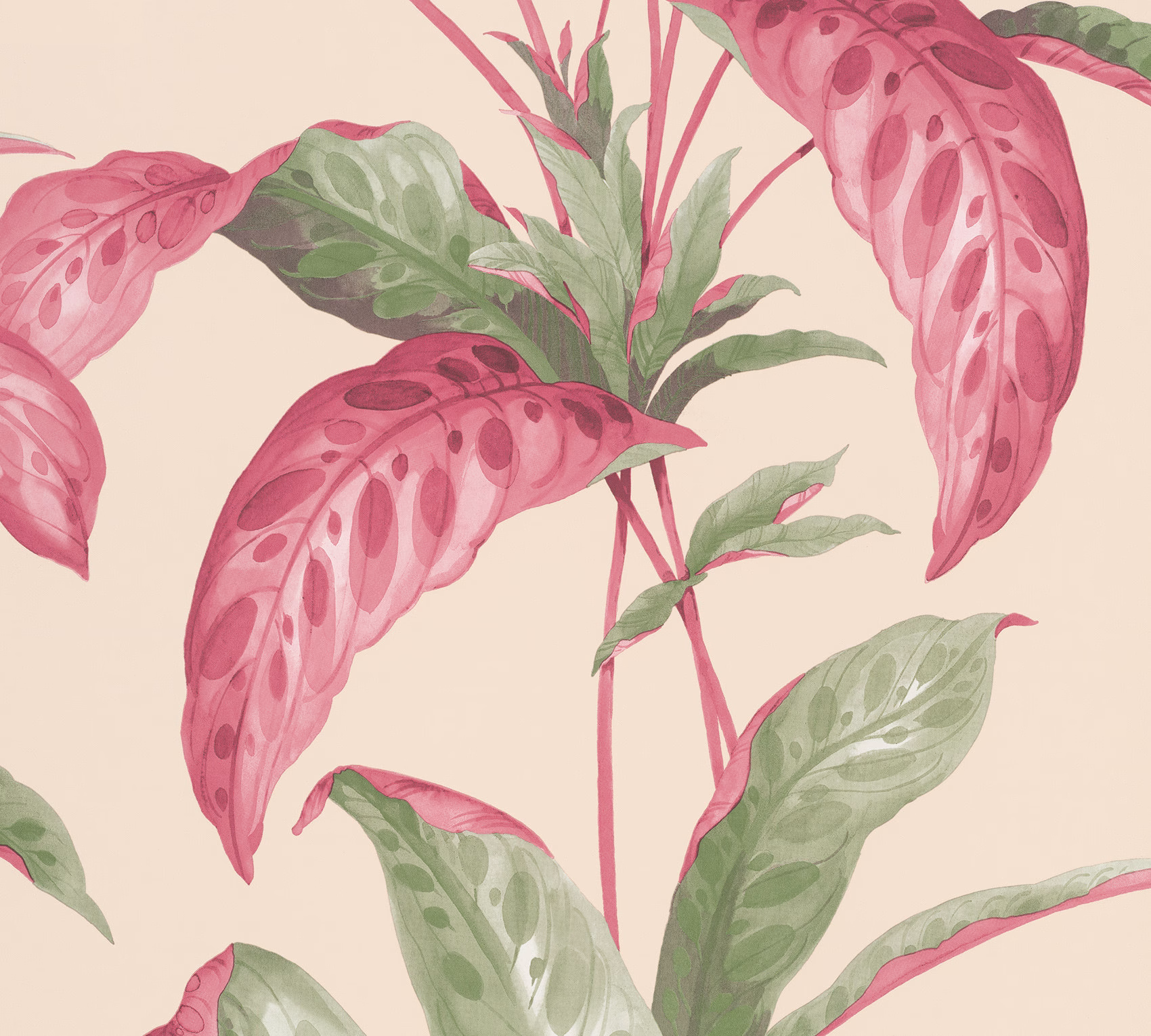 Обои Paint & Paper Library Botany Tropicane Rhubarb 0360TRRHUBA
